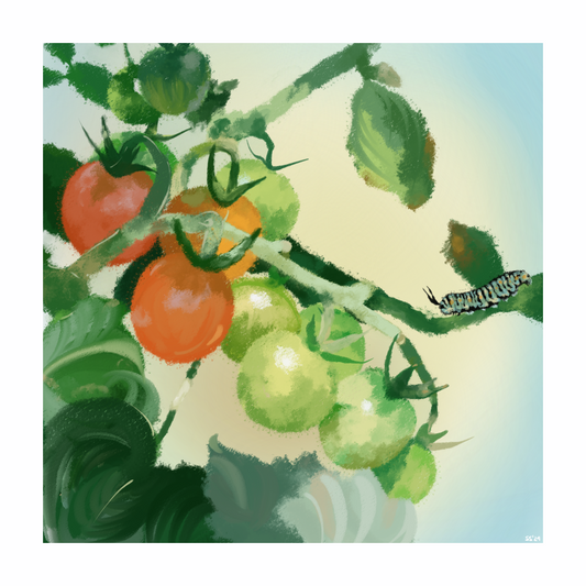Cherry Tomato Season (8"x8" print)